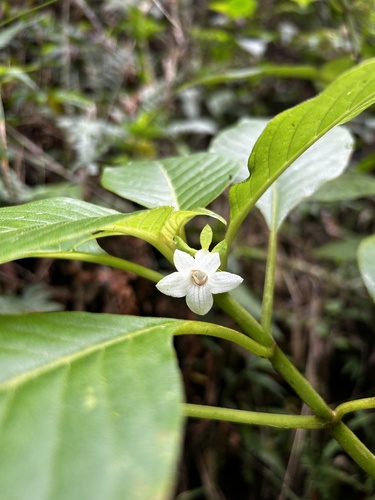 Cyrtandra wainihaensis, 2024-02-08