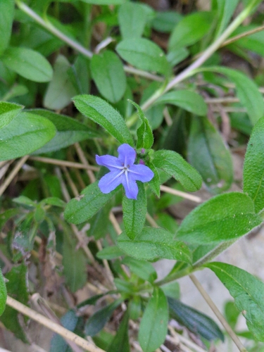 Aegonychon zollingeri, photograph 1
