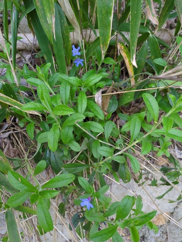 Aegonychon zollingeri, photograph 2