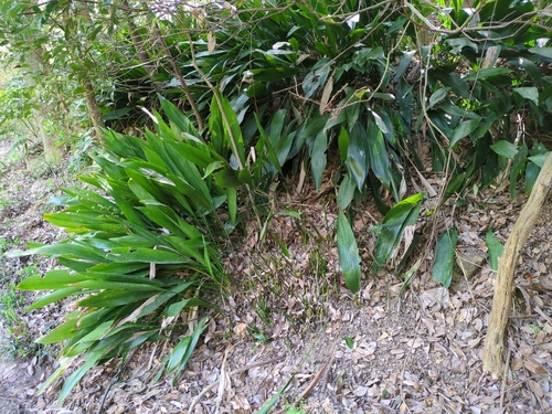 Aspidistra elatior