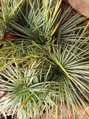 Syngonanthus flavidulus