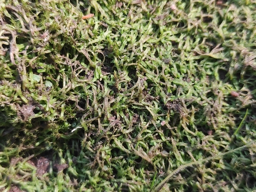 Channelled Crystalwort (Riccia canaliculata)
