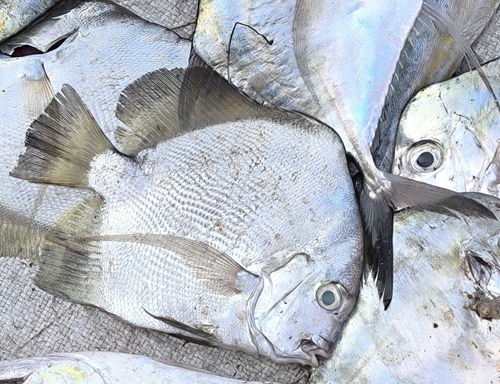 Banded drepane (Drepane longimana) — Drepaneidae — 4
