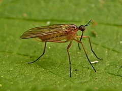 Empis trigramma