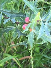 Triodanis