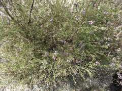 Fagonia laevis