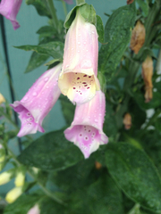 Digitalis purpurea purpurea