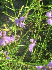 Triodanis