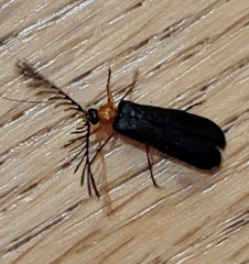 Pterotus obscuripennis