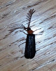 Pterotus obscuripennis