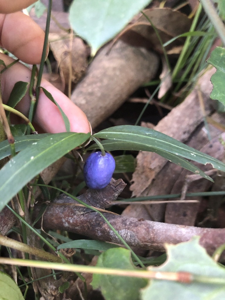 Turquoise Berry Turquoise Berry from Yarra Ranges National Park, Toorongo, VIC, AU on ...