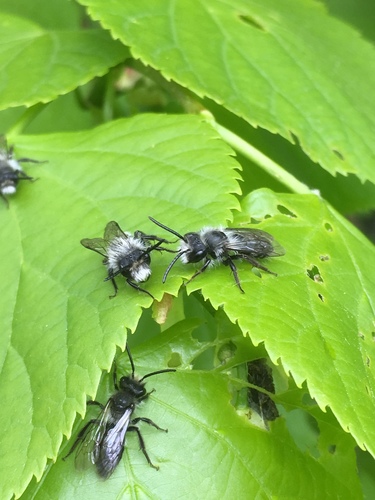 Ashy Mining Bee photo 6