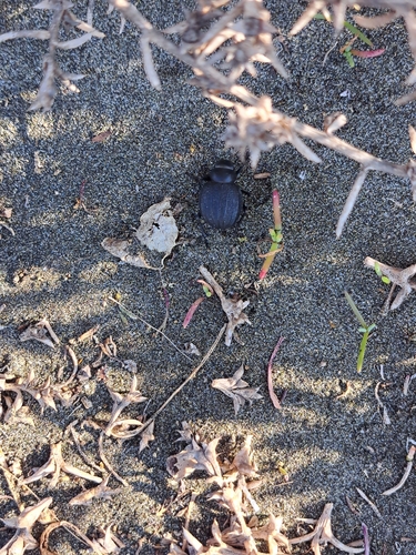 Pimelia bipunctata