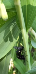 Phymatocera aterrima