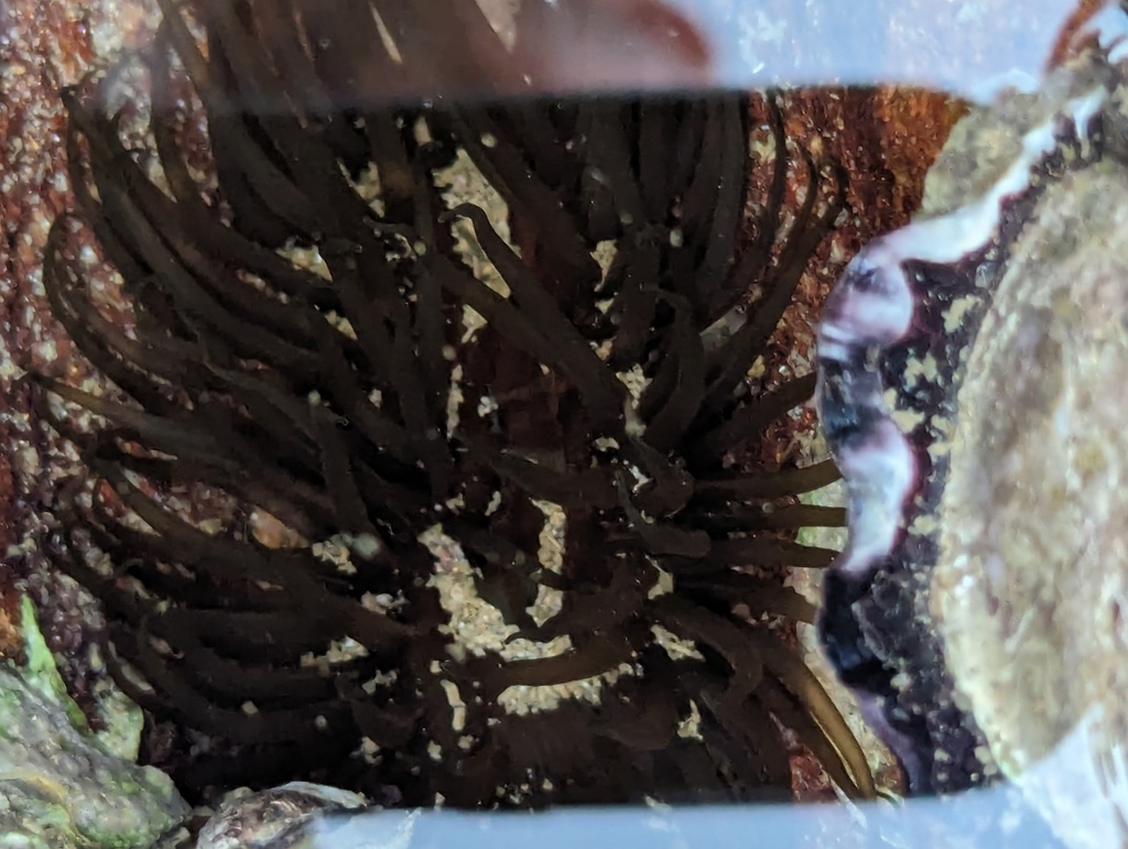 Snake Lock Breeding Green snakelock anemone from Sydney NSW, Australia on April 14, 2024 at ...