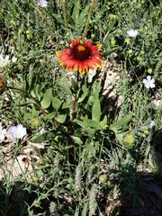 Gaillardia aristata