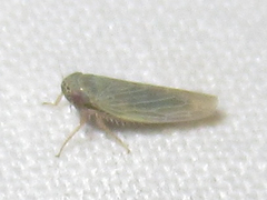 Graminella nigrifrons