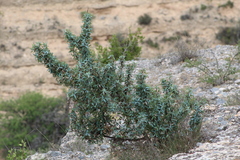 Berberis trifoliolata