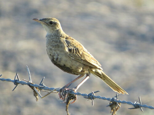 Brown Songlark (Cincloramphus cruralis), photo 4