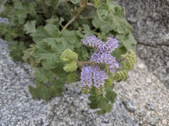 Phacelia pedicellata