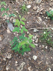 Lespedeza stuevei