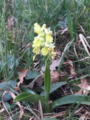Orchis pallens