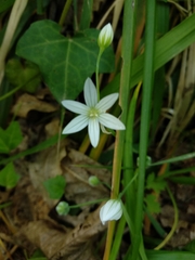 Angiospermae