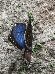 Morpho helenor
