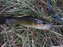 Crenicichla scottii