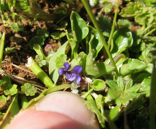 Image of Viola fuscoviolacea by no rights reserved