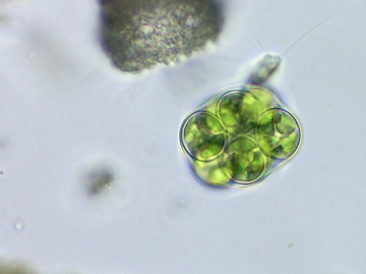 Chlorococcum
