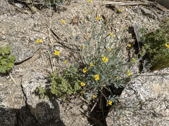 Eschscholzia minutiflora