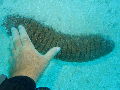 Holothuria fuscopunctata