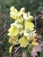 Orchis pallens