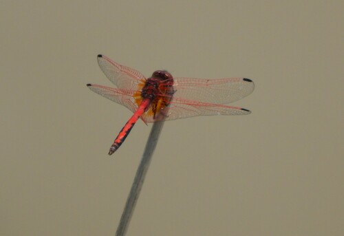 Red-veined Dropwing