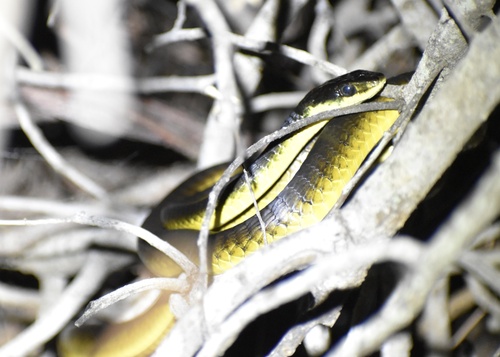Common Tree Snake sighting