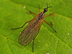 Empis trigramma