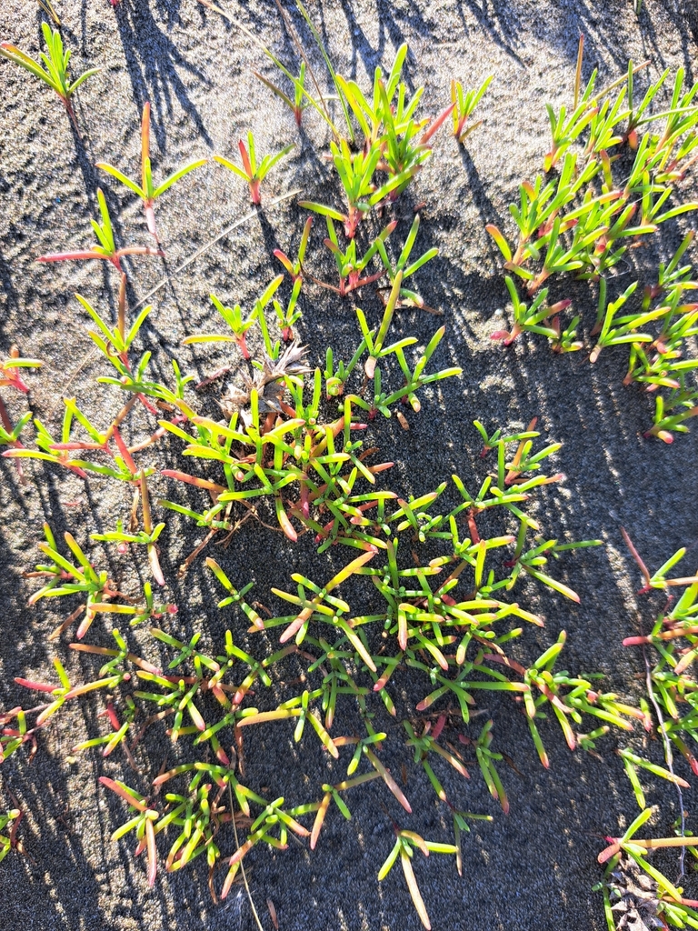 Suaeda spicata