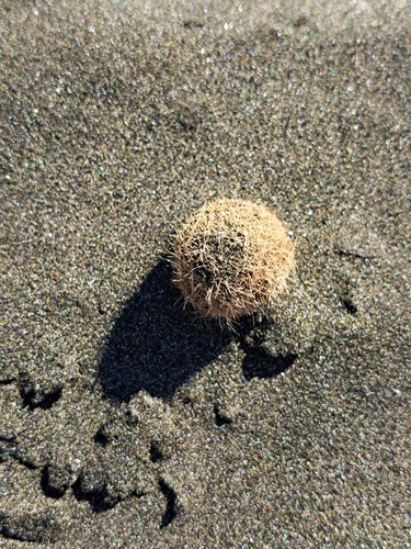 Neptune Grass
