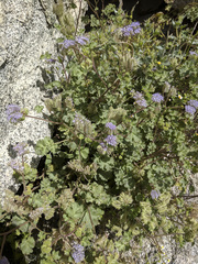 Phacelia pedicellata