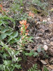 Castilleja affinis affinis