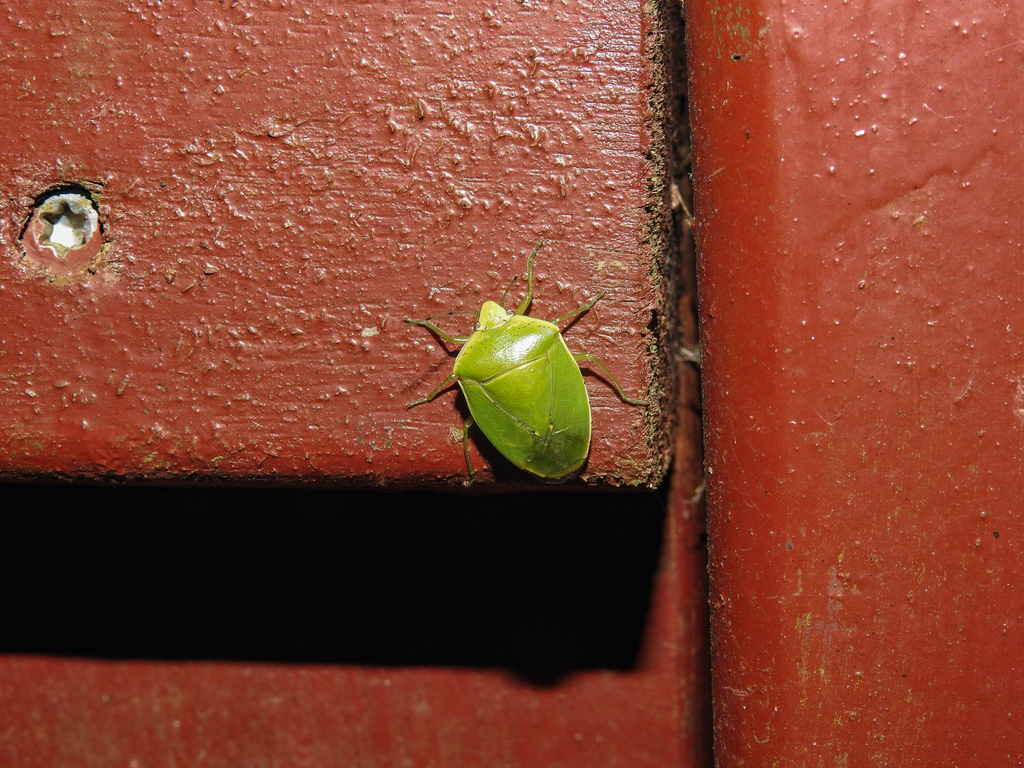 Glaucias beryllus