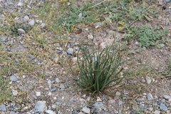 Asphodelus fistulosus