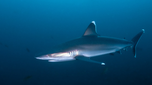 Silvertip shark (Carcharhinus albimarginatus) — Carcharhinidae — 3