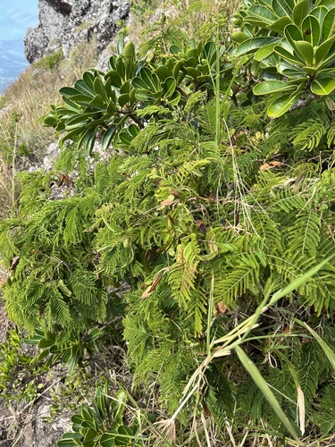 Gagnebina pterocarpa observed 2024-04-14