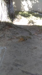 Sciurus niger