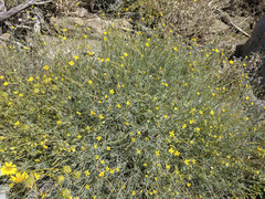 Eschscholzia minutiflora