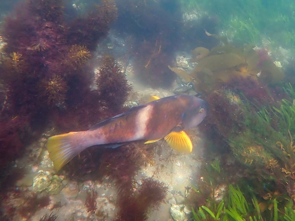 Bluehead (Notolabrus tetricus) — Labridae
