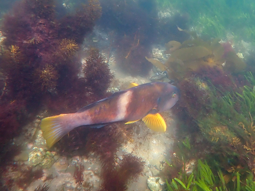 Blauwkeel-lipvis (Notolabrus tetricus) — Labridae