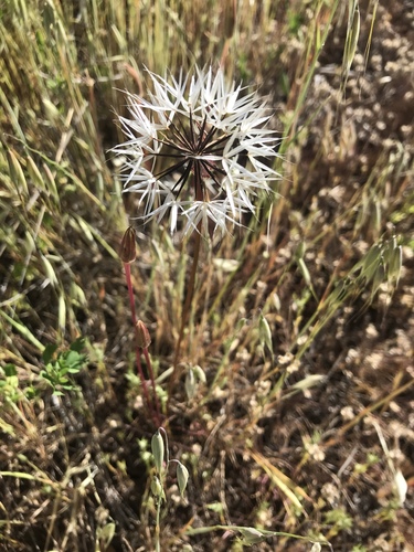 iNaturalist observation photo of silverpuffs